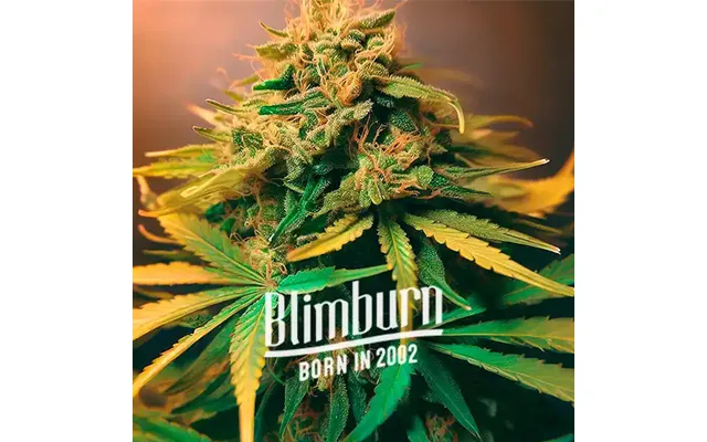 Lemonaid Og