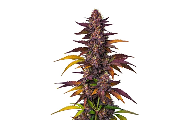 Lsd Auto