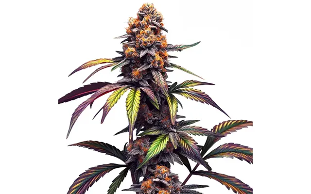Mamba Negra Cbg