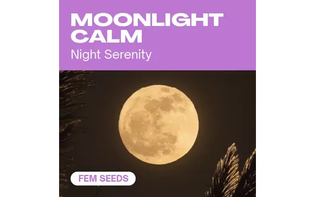 Moonlight Calm