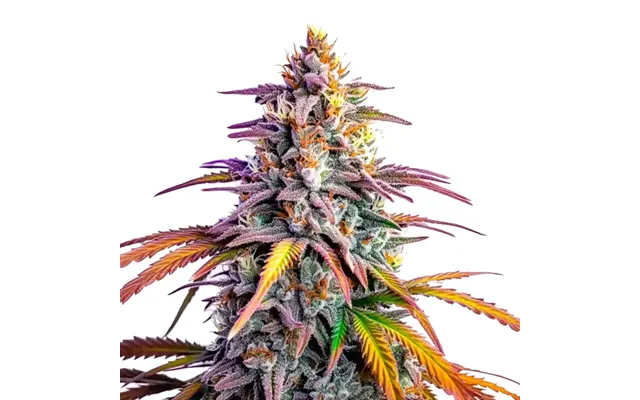 Motor Breath X Honey Drop