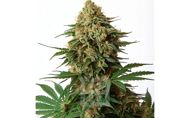 Og 18 Kush Cannabis Extraction
