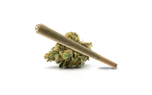Pink Obama Pre Roll