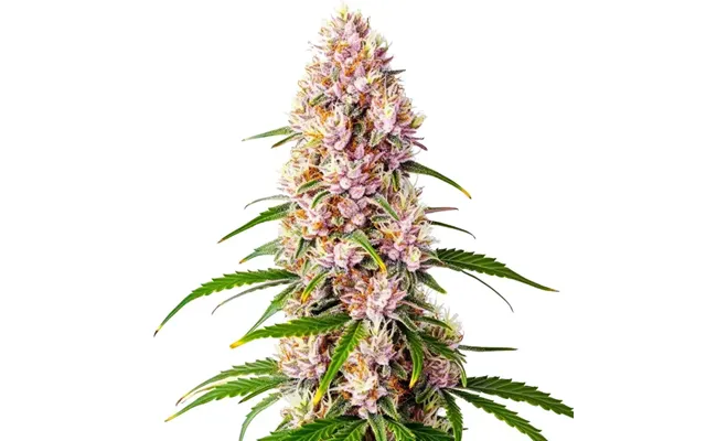 Pink Plant