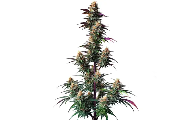 Pink Runtz Autoflower