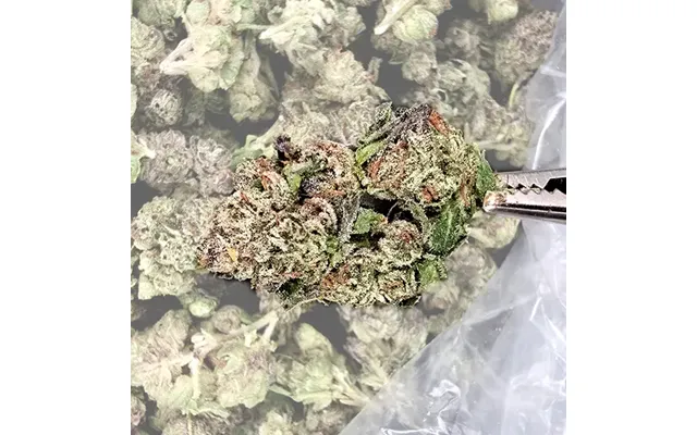 Purple Haze Thca Flower