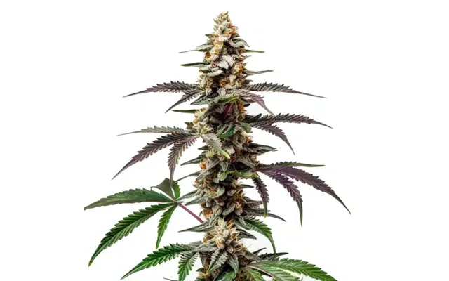 Purple Punch F1