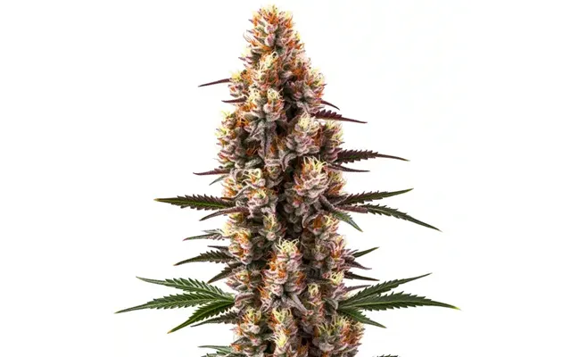 Rainbow Kush Auto