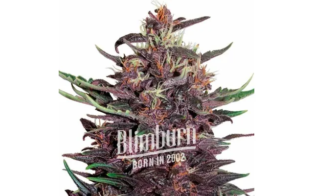 Red Poison Auto