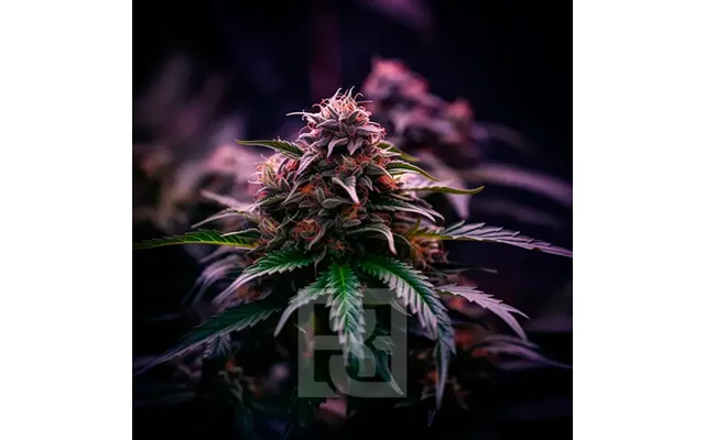 Rs54 Cannabis Extraction