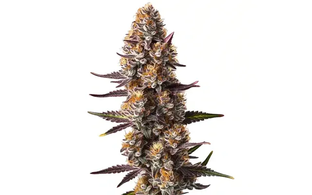 Rude Boy Og