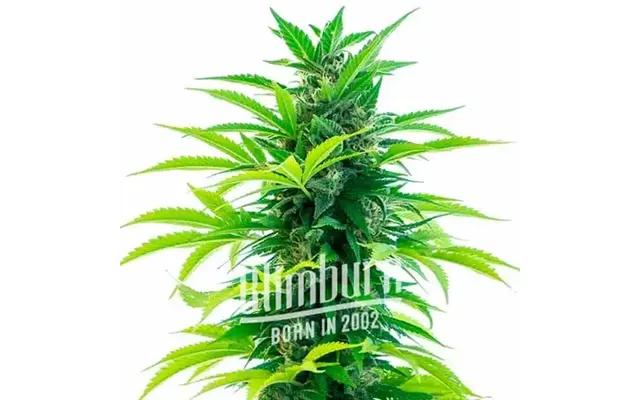 Santa Marta Haze Auto