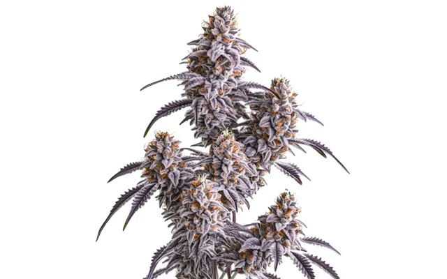 Slurricane