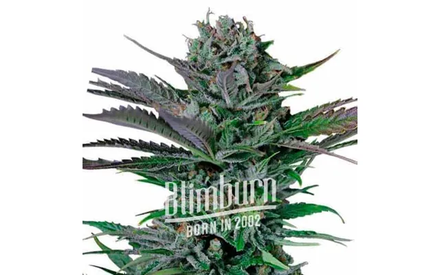 Somango Auto