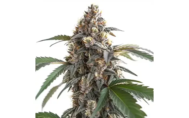 Sour Mac F1