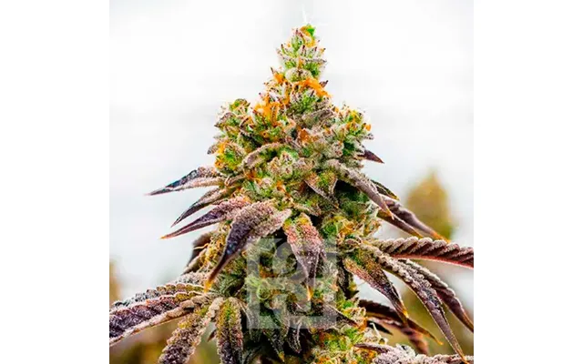 Spritzer Cannabis Extraction