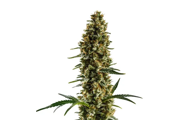 Sugar Haze Regular