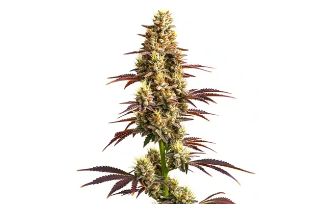 Super Boof Auto