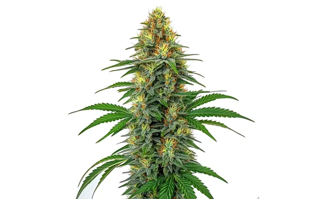 Tangie Regular