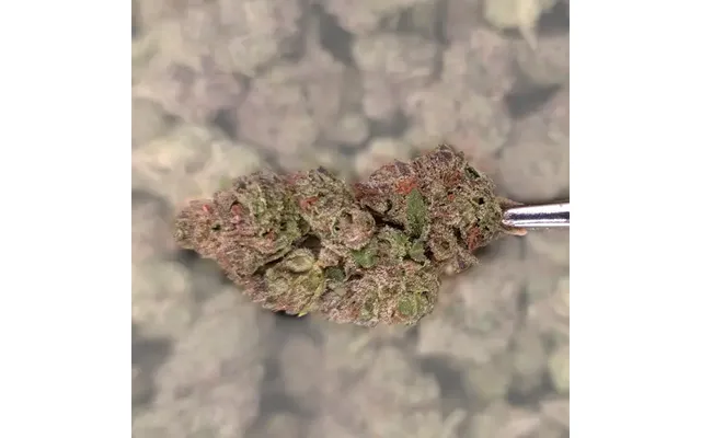 Tiramisu Thca Flower