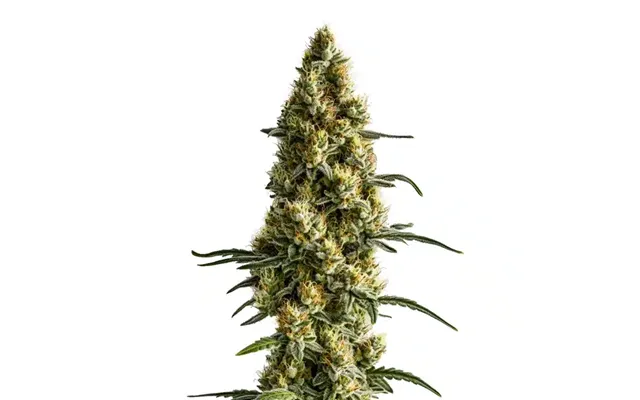 Tropi Bcn X Pineapple Sherbet Regular