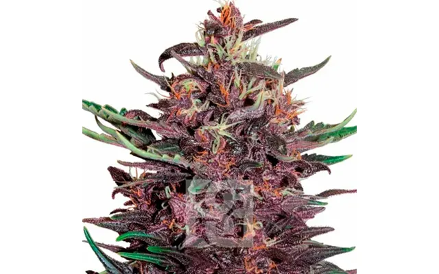 Tropicana Cherry Cannabis Extraction