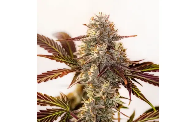 Watermelon Zkittlez Autoflower