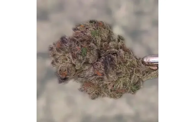 Z Runtz Thca Flower