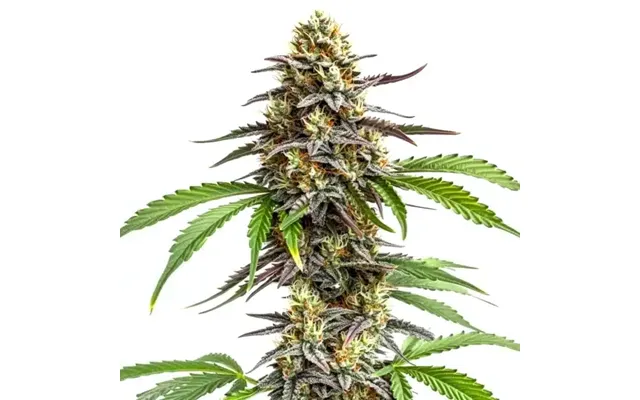Zookies