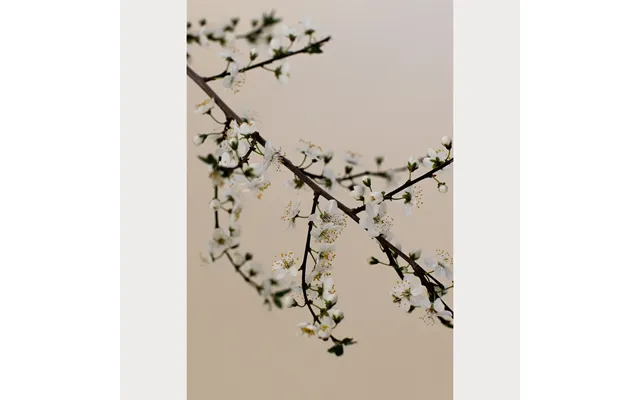Branches And Blossoms No. 2 - 16 X 24