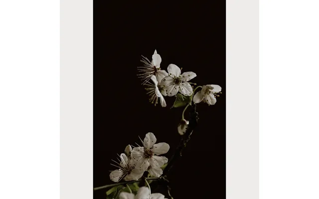 Branches And Blossoms No. 3 - 30 X 40