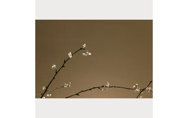 Branches And Blossoms No. 6 - 32 X 48