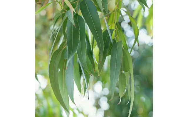 Eucalyptus Pure Essential Oil - 17ml & 60ml Sizes Fair Trade Ethically Sourced