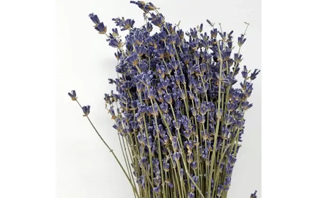 High-grade French Lavender Flower Bunch 14 L