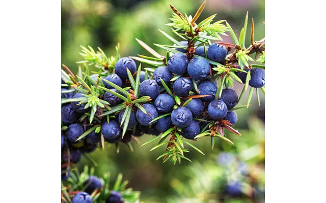 Juniper Berry Pure Essential Oil - 17ml & 60ml Sizes Fair Trade Ethically Sourced