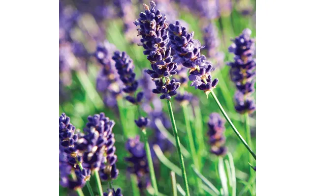 Lavender Bulgarian Pure Essential Oil - 17ml & 60ml Sizes Fair Trade Ethically Sourced