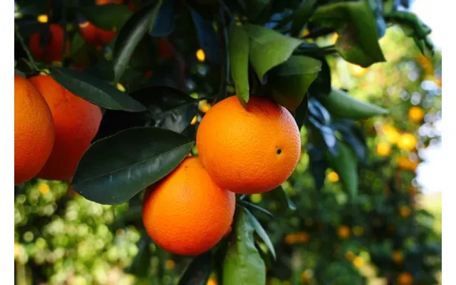 Orange Sweet Pure Essential Oil - 17ml & 60ml Sizes Fair Trade Ethically Sourced