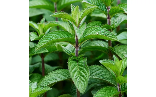 Peppermint Pure Essential Oil - 17ml & 60ml Sizes Fair Trade Ethically Sourced
