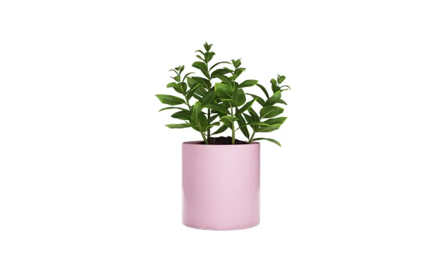 Plant Pot - Affection