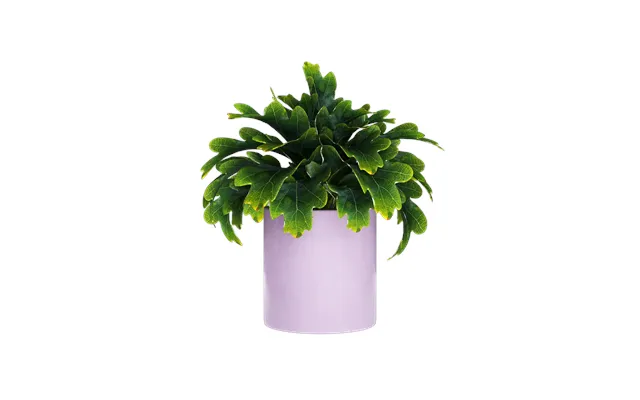 Plant Pot - Mystery