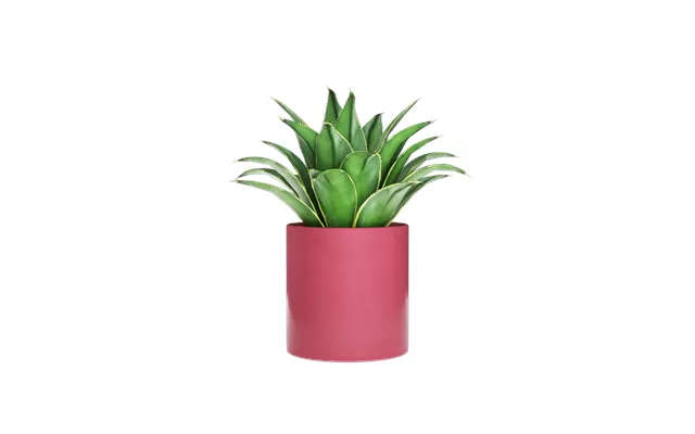 Plant Pot - Passion