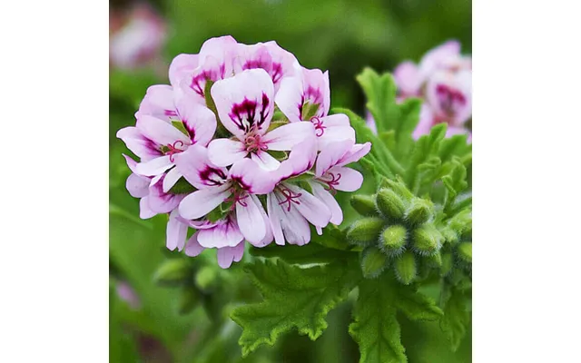 Rose Geranium Pure Essential Oil - 17ml & 60ml Sizes Fair Trade Ethically Sourced