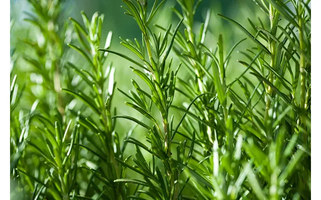 Rosemary Pure Essential Oil - 17ml & 60ml Sizes Fair Trade Ethically Sourced
