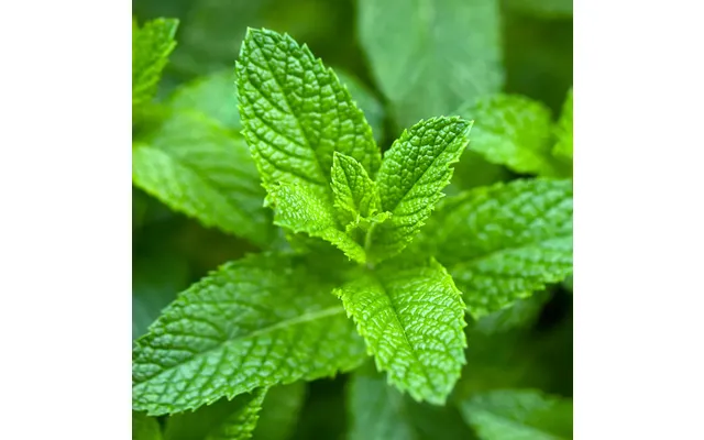 Spearmint Pure Essential Oil - 17ml & 60ml Sizes Fair Trade Ethically Sourced