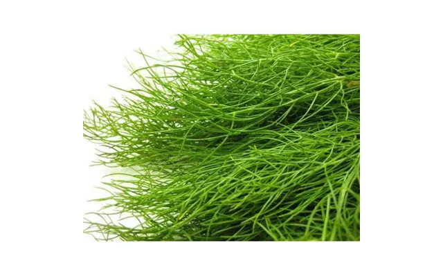 Sweet Fennel Pure Essential Oil - 17ml & 60ml Sizes Fair Trade Ethically Sourced