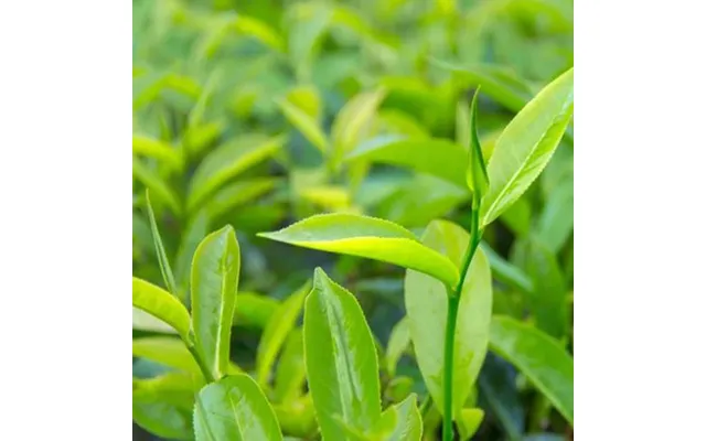 Tea Tree Pure Essential Oil - 17ml & 60ml Sizes Fair Trade Ethically Sourced