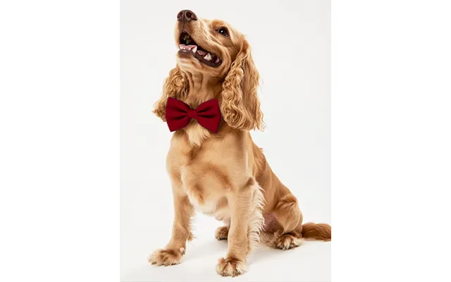 Dog Crepe Bow Tie - Burgundy