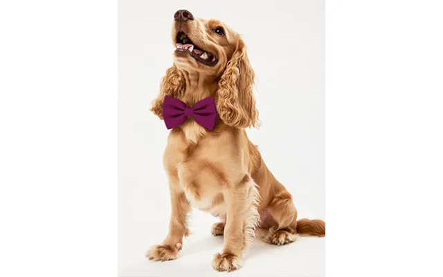 Dog Crepe Bow Tie - Orchid
