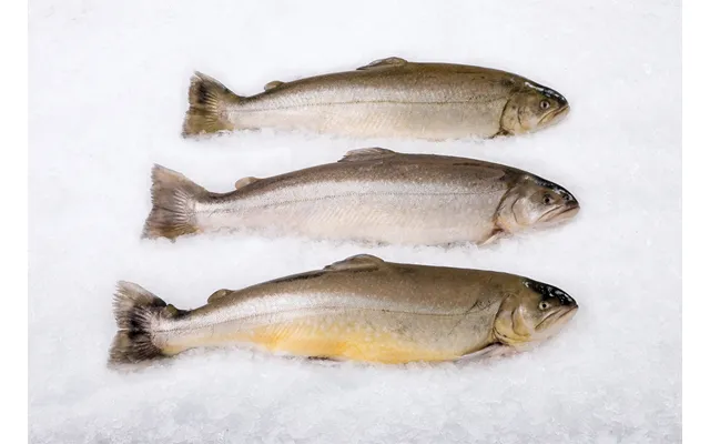 Arctic Charr Whole - 1 Fish Approx. 4-6 Lbs Per Fish