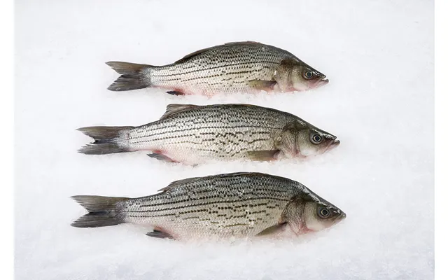 Hybrid Striped Bass Whole 2-3 Lbs Ea